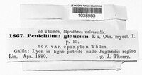 Penicillium glaucum image